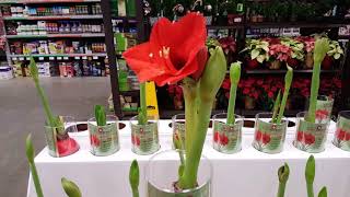 Amaryllis care and reblooming  Donna Joshi [upl. by Aniweta399]