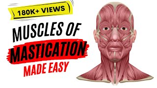 Muscles of mastication made easy [upl. by Adnarahs]