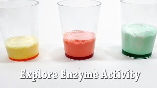 Explore Enzymes  STEM Activity [upl. by Charil]