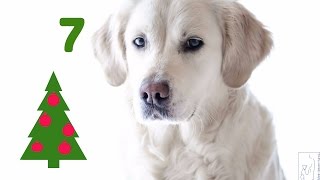 Adventskalender Hund  7  Suchspiele machen Spaß [upl. by Laehpar]