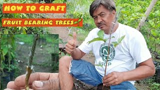 Tagalog How to Graft Fruit Trees like Rambutan Lansonez Durian Mango [upl. by Nedry821]