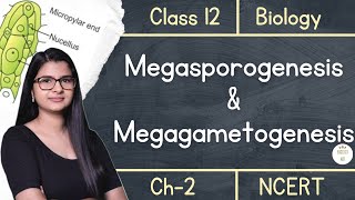 Class 12  Megasporogenesis amp Megagametogenesis  NCERT [upl. by Aenaj]