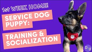 Training and Socializing Your Service Dog Puppys First Week Home [upl. by Saxena]