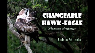 Changeable Hawk Eagle  Eagle Sound  Yala National Park  Sri Lanka [upl. by Laughry]