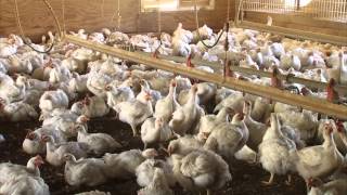 Monitoring and Maintaining Chicken Health [upl. by Lagiba999]