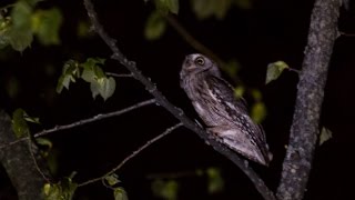 Eurasian Scops Owl Calling [upl. by Humberto]