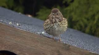 Fledgling Song Thrush [upl. by Lonier]