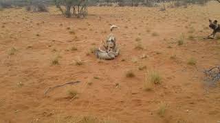 AFRICAN WILD DOGS TEAR BABY ANTELOPE IN HALF [upl. by Emmeram317]