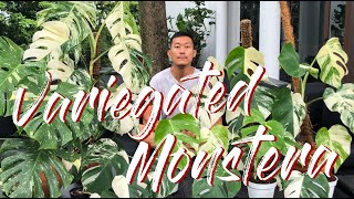 Variegated monstera care and propagation [upl. by Ragucci]