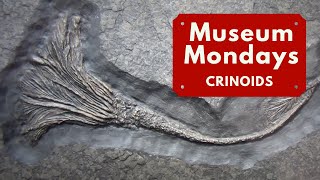 Crinoid Fossils  Museum Mondays [upl. by Aicenat148]