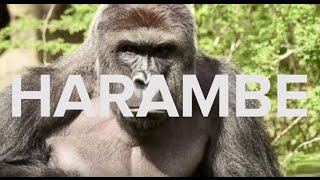 HARAMBE Meme Explosion Explained [upl. by Irrab]