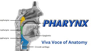 Pharynx 1  Introduction and NasoPharynx  Parts  Relations  Applied Anatomy [upl. by Calvina823]