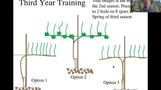 Early Training of Vines [upl. by Hughmanick]