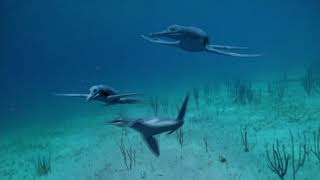 Documental National Geographic Monstruos Del Mar [upl. by Ybba]