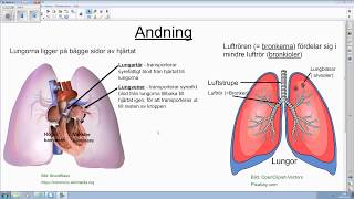 Andningsorganen  våra övre och nedre luftvägar [upl. by Eelyab]
