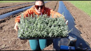 🌱 Planting a Lavender Field 💟  Flower Hill Farm 💐 [upl. by Laverne]