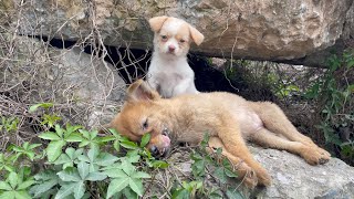 The cry for help of two dogs abandoned by their cruel owner on the side of the road and I saved them [upl. by Ardekal849]