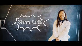 What Are Stem Cells [upl. by Aeret]