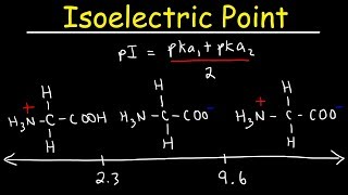 How To Calculate The Isoelectric Point of Amino Acids and Zwitterions [upl. by Acilgna]