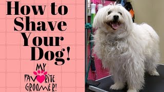 How to shave your dog [upl. by Au]