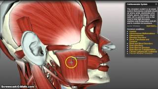 Muscles of Mastication [upl. by Vincelette276]