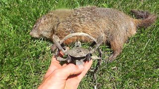 How to Trap Groundhogs with Foothold Traps [upl. by Alek26]