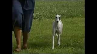 Whippet  AKC Dog Breed Series [upl. by Ennoryt]