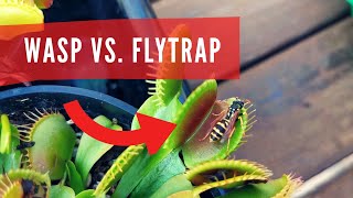 Dionaea Muscipula eating insect wasp gets eaten alive giant venus flytrap carnivorous plant eating [upl. by Adnylam]