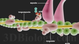 Muscle Contraction 3D [upl. by Ailime]