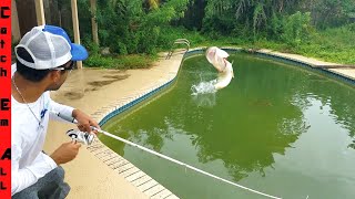 SAVING FISH in ABANDONED SWIMMING POOL Fishing them Out [upl. by Dnumsed68]