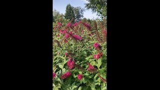 How to Grow Butterfly Bushes [upl. by Ingrim]