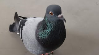 Pigeon Sound Effect Ultra High Quality [upl. by Garfield]