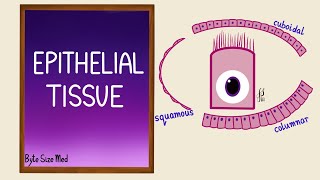 Epithelial Tissue  Epithelial cells  Classification  Histology [upl. by Ellehsyt16]