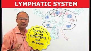 Basics amp Structures of the Lymphatic System [upl. by Roland]