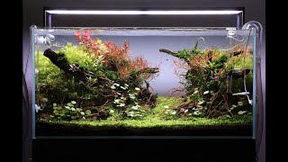 Aquascape Tutorial Step by Step 90cm Planted Aquarium [upl. by Ilujna]