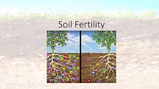 Soil Fertility [upl. by Arvie]