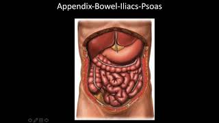 Pediatric Emergency POCUS Appendicitis [upl. by Ranilopa]