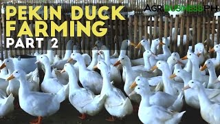 Pekin Duck Farming Part 2  How to Raise Pekin Duck  Agribusiness Philippines [upl. by Einnaffit]