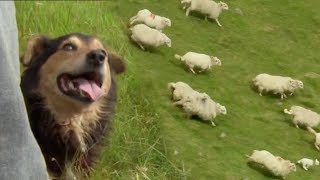 Welsh Shepherd Dogs at Their Finest  BBC Earth [upl. by Hgielra439]