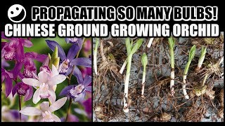 PROPAGATION amp REPOT  Chinese Ground Growing Orchids  Bletilla Striata [upl. by Ress311]