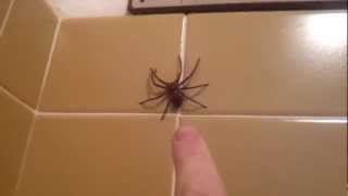 Huntsman Spider Jumps [upl. by Eldwen]