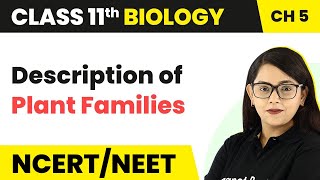 Description of Plant Families  Morphology of Flowering Plants  Class 11 Biology [upl. by Edia]