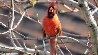 Cardinal Singing [upl. by Schick28]