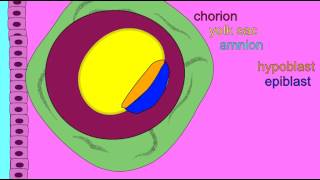 EMBRYONIC DEVELOPMENT EXTRAEMBRYONIC MEMBRANES [upl. by Kary496]