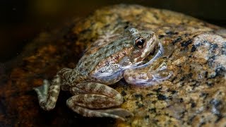 Endangered Mountain Yellowlegged Frogs Reintroduced [upl. by Ern]