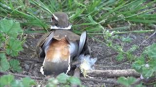 Information on the Killdeer [upl. by Lienaj]