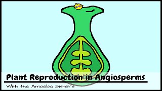 Anatomy and Morphology of Angiosperms [upl. by Phillipp]