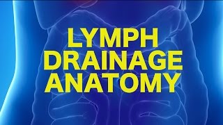 Lymph Anatomy amp Drainage  USMLE [upl. by Adnalor]