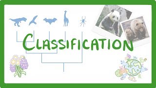 GCSE Biology  Classification 80 [upl. by Yelah]