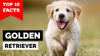 Golden Retriever  Top 10 Facts [upl. by Deanna]